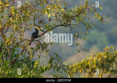 Malabar fior di corna Anthracoceros coronatus, adulto maschio, arroccato in albero, Surla, Goa, India, gennaio Foto Stock