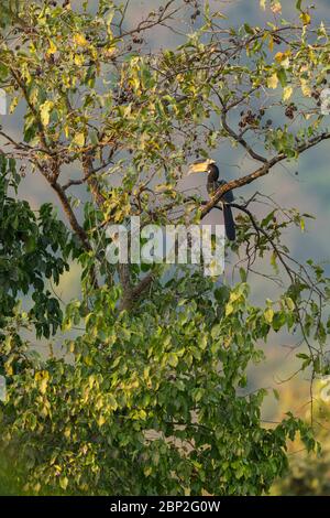 Malabar fior di corna Anthracoceros coronatus, adulto maschio, arroccato in albero, Surla, Goa, India, gennaio Foto Stock