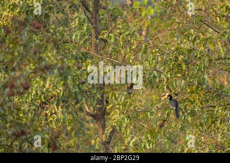 Malabar fior di corna Anthracoceros coronatus, adulto maschio, arroccato in albero, Surla, Goa, India, gennaio Foto Stock