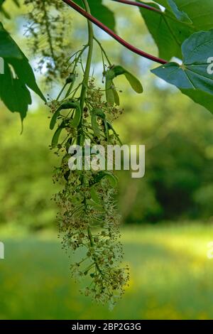 Fiori soffiati e le prime samaras verdi di un albero acer - fuoco selettivo Foto Stock
