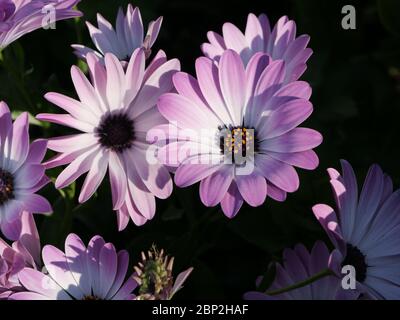 Fiori rosa della pianta di Cape Daisy Foto Stock