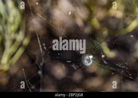 Argiope trifasciata spider nascosto nel centro del suo web montagne. Close up, offuscata rocce laviche in background. Tenerife, Isole Canarie. Foto Stock