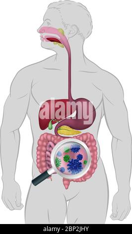 Batteri intestinali Apparato Digerente flora probiotica Illustrazione Vettoriale