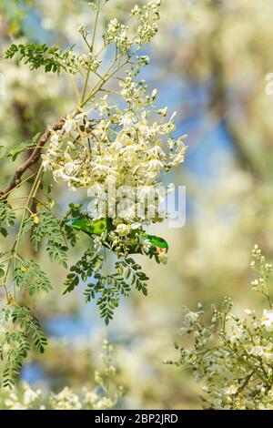 Pappagallo Vernal pendente Loriculus vernalis, maschio adulto, foraging su fiore di fiori, Padeli, Goa, India, gennaio Foto Stock