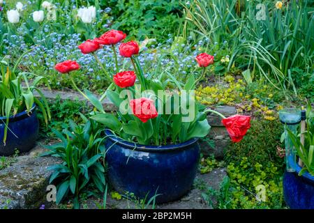 Tulipani rossi in vaso blu su gradini del giardino posteriore, Regno Unito Foto Stock