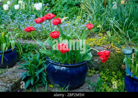 Tulipani rossi in vaso blu su gradini del giardino posteriore, Regno Unito Foto Stock