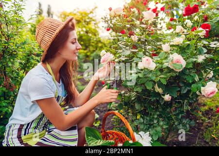 Donna che raccoglie fiori in giardino. Giardiniere che taglia le rose con le forbici. Giardinaggio estivo. Prendersi cura delle piante Foto Stock