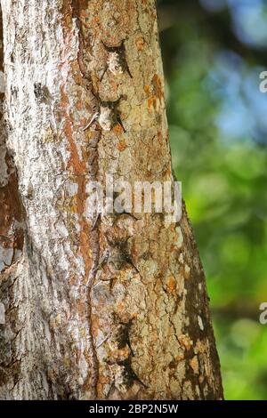 Colonia di pipistrelli Proboscis (Rhynchonycteris naso) su un albero Foto Stock