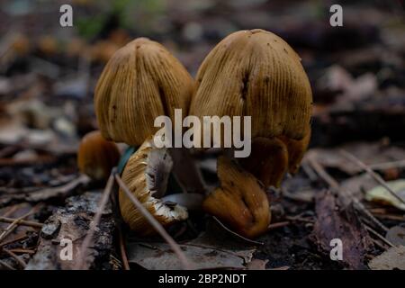 Roma, un piccolo gruppo di funghi appare tra gli alberi dei boschi. Foto Stock