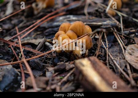 Roma, un piccolo gruppo di funghi appare tra gli alberi dei boschi. Foto Stock