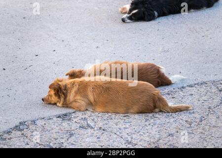 Cane vagabono senza casa sdraiato in strada, cane abbandonato tristemente a strada urbana. Foto Stock
