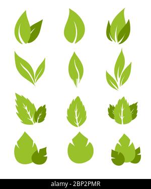 Il vettore delle icone delle foglie è isolato su sfondo bianco. Varie forme di foglie verdi di alberi e piante. Elementi per logo ecologici e biologici. Illustrazione Vettoriale