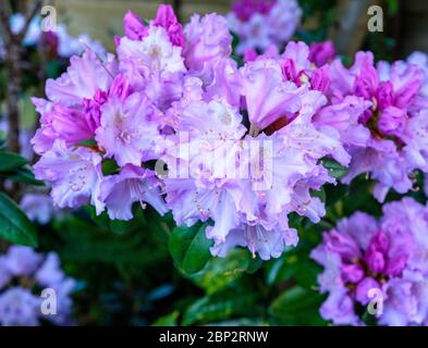 Boccioli porpora di rododendro e fiori in primavera nel giardino britannico Foto Stock