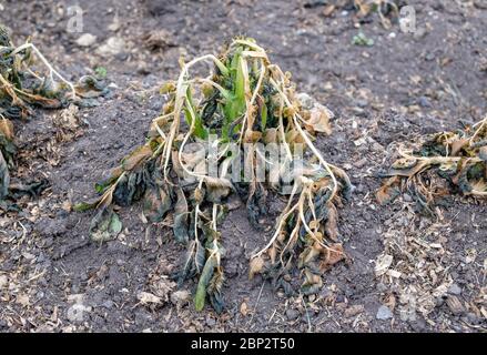 Gelo danneggiato piante di patate in un'assegnazione UK in maggio Foto Stock