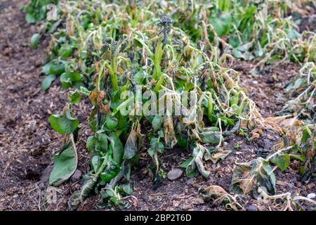 Gelo danneggiato piante di patate in un'assegnazione UK in maggio Foto Stock