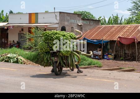 MTO wa Mbu, TANZANIA - GENNAIO 2020: Black African Man su una motocicletta che porta grandi rami di Banana Verde. L'Africa deve firmare Unite su un muro Foto Stock