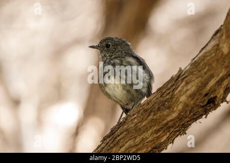 Il robin dell'Isola del Nord, Petroica australis longipes, conosciuto come Toutouwai a Maori, sull'Isola di Kapiti, Nuova Zelanda. Foto Stock