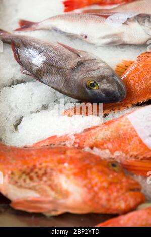 Pesci freschi su ghiaccio al mercato locale del pesce a Funchal, sull'isola di Madeira, in Portogallo Foto Stock