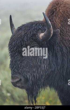 Ritratto di un bisonte maschile in una mattinata nebbia, Yellowstone National Park, Wyoming, USA Foto Stock