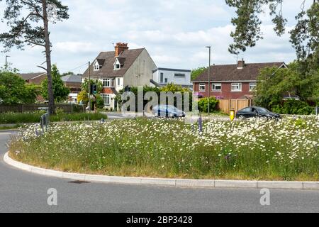 Fiori selvatici, tra cui le margherite di buoi (Leucanthemum vulgare) e il bugloss di viper (Echium vulgare) su una rotatoria a Surrey, Regno Unito, nel mese di maggio, in primavera Foto Stock