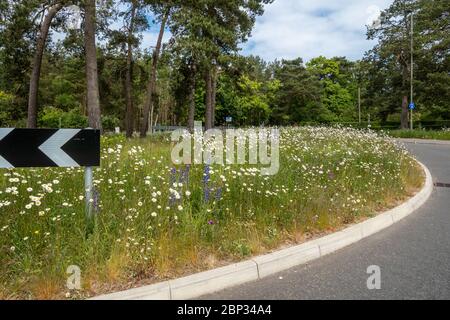 Fiori selvatici, tra cui le margherite di buoi (Leucanthemum vulgare) e il bugloss di viper (Echium vulgare) su una rotatoria a Surrey, Regno Unito, nel mese di maggio, in primavera Foto Stock