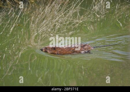 Muskrat nuotare in un piccolo torrente in una zona umida di Orillia Ontario Canada. Native in Nord America muskrat sono stati introdotti in parti di Euro Foto Stock