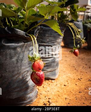 All'interno della fattoria di fragole a Nuwara Eliya Foto Stock