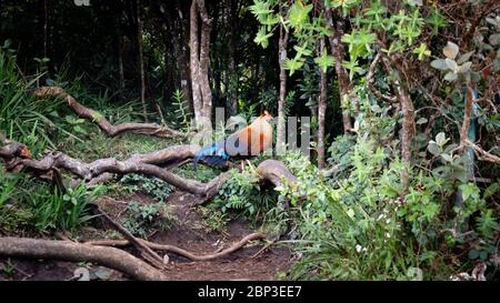 Il junglefowl dello Sri Lanka ha avvistato nelle pianure di Horton, dove è l'uccello nazionale dello Sri Lanka Foto Stock