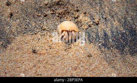 Granchio eremita su una spiaggia di sabbia a Galle Foto Stock