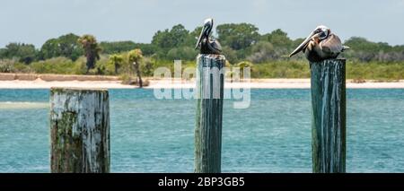 Pellicani della Florida su palafitte in un porto turistico sul fiume Halifax a Ponce de Leon Inlet a Ponce Inlet, FL, tra Daytona e New Smyrna Beach. (STATI UNITI) Foto Stock