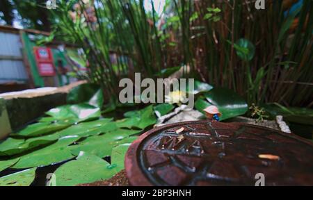 Ninfee e canne di copertura in background presso la cattedrale di spazzatura ad Austin, Texas, un'installazione d'arte costruita di oggetti casuali di tutti i giorni. Foto Stock