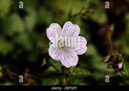 Il geranio versicolor è un perenne erbaceo semi-sempreverde con foglie profondamente lobate. I fiori bianchi sono nettati con venature rosa scuro. Foto Stock