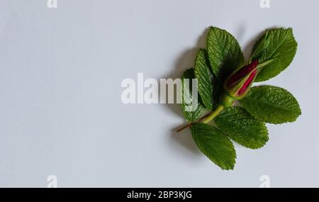 Rosa boccioli e foglie di rosa rugosa Roseraie de l'Hay. Foto Stock