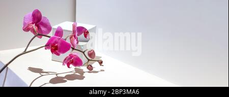 Composizione geometrica con orchidea rosa su sfondo bianco. Angoli, ombre e prospettive nel riquadro. Foto Stock