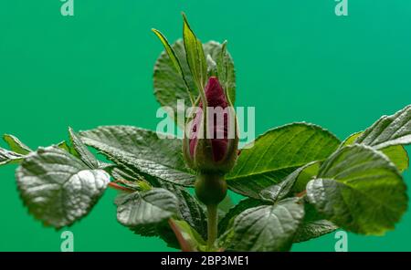 Rosa boccioli e foglie di rosa rugosa Roseraie de l'Hay. Foto Stock