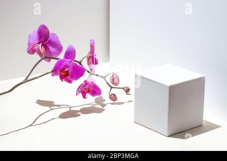 Composizione geometrica con orchidea rosa su sfondo bianco. Angoli, ombre e prospettive nel riquadro. Foto Stock