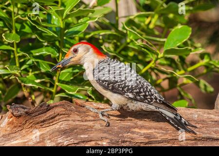 Picchio rosso-belluto, Melanerpes carolinus, a McLeansville, Carolina del Nord, nel mese di giugno. Foto Stock