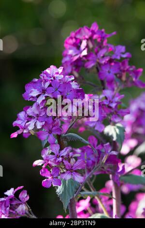 Dettagli di onestà (Lunaria Annua) in fiore Foto Stock