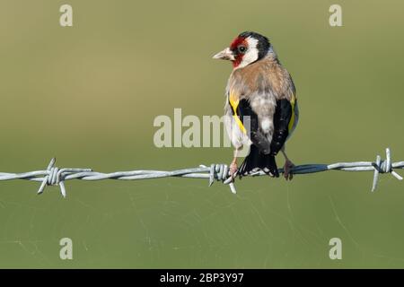 Goldfinch europeo seduto su filo spinato Foto Stock