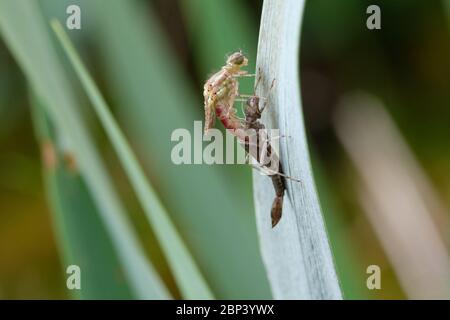 Dragonfly che si insinua dalla larva Foto Stock