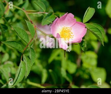 Rosa cane - Rosa canina Rosa fiore di hedgerow rosa Foto Stock