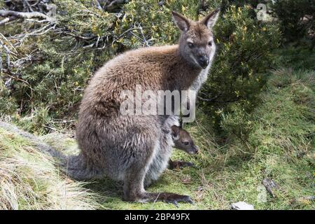 Un Bennetts Wallaby (Macropus rufogriseus rufogriseus) e sua Joey in Cradle Valley, Tasmania, Australia Foto Stock