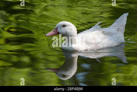 Allier anatra bianca che nuota in un lago che riflette un bel sfondo verde. Foto Stock