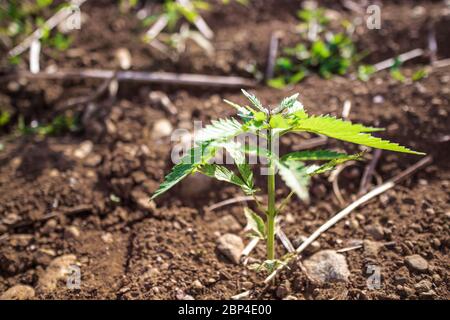 Pianta giovane di canapa di cannabis che cresce dallo sporco che si muove nel vento con il sole che splende. Movimento lento, movimento di inclinazione Foto Stock