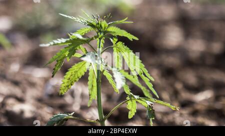 Pianta giovane di canapa di cannabis che cresce dallo sporco che si muove nel vento con il sole che splende. Movimento lento, movimento di inclinazione Foto Stock