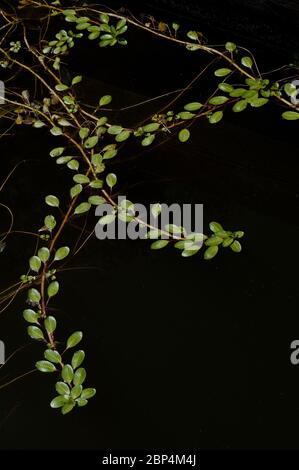 Aggraziati rami curvando di pianta acquatica con foglie verdi, gambi marroni galleggianti su stagno scuro o lago water.Good per sfondo, lotti di spazio di copia. Foto Stock