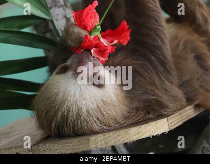 Il giovane Hoffman a due punte Sloth si trova sulla schiena, covando su un fiore rosso di ibisco al Gamboa Sloth Sanctuary and Wildlife Rescue Center di Panama. Foto Stock