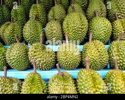 Frutta Duriana vietnamita, file di frutta Duriana tropicale matura, fresca raccolta, in un mercato di strada, ho Chi Minh City, Vietnam Foto Stock