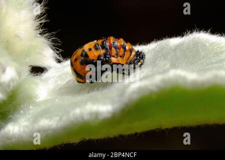 Harlequin Ladybird pupe Foto Stock