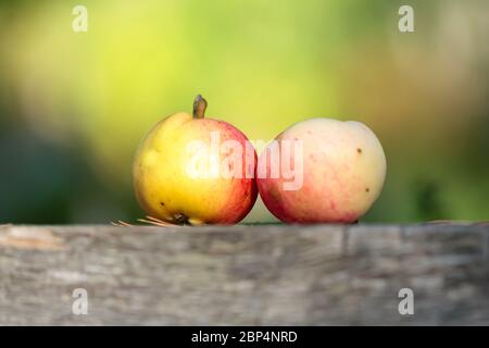 Due mele giallo-rosse su tavola di legno grigio su sfondo lucido Foto Stock